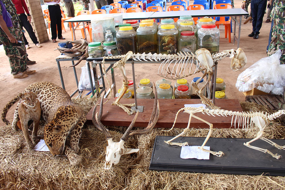 Stuffed animals and skeletons discovered Friday inside the Tiger Temple in Kanchanaburi province.