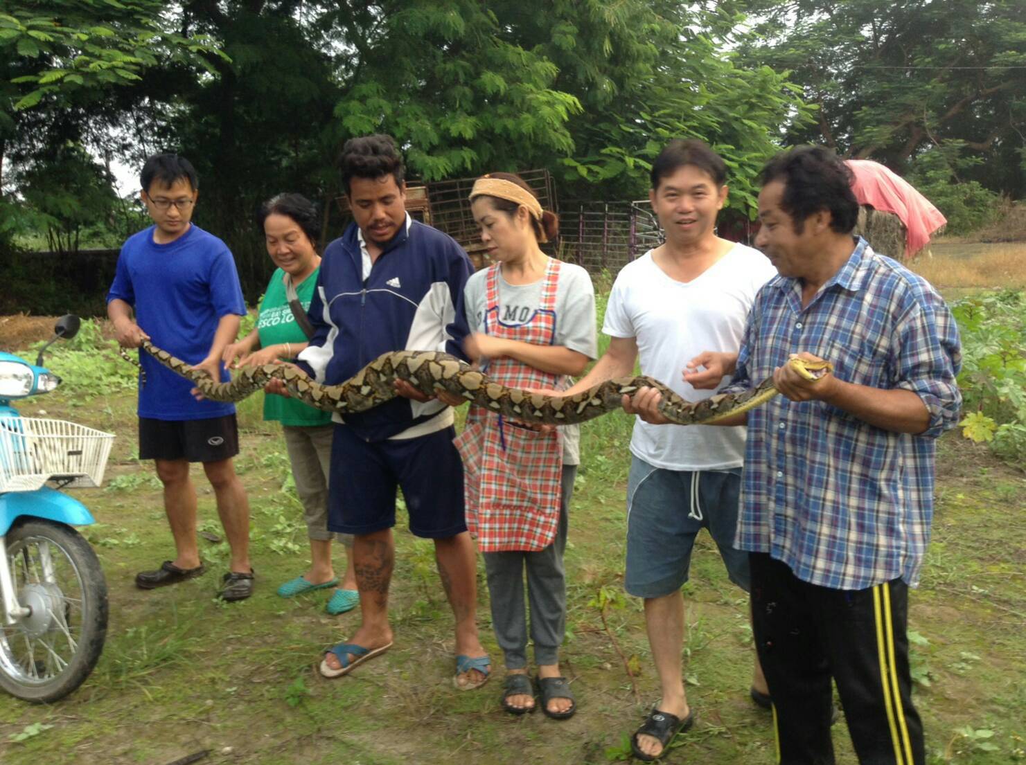 A ravenous python with an appetite for poultry suffers a humiliating moment after his capture Wednesday morning in the Chai Prakan district of Chiang Mai province.