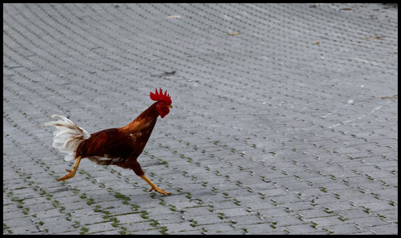 Rowdy running rooster. Photo: Gulcinb / Flickr