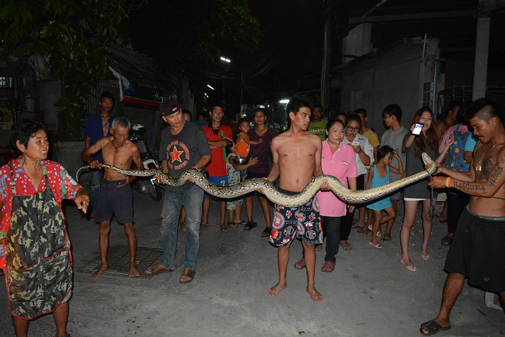 Chonburi city residents liberate the abused python Monday night.