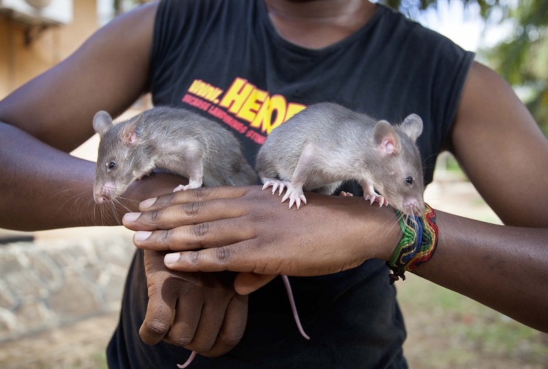 Infant rats are photographed Friday in Morogoro, Tanzania, ahead of training to detect trafficked pangolin parts and smuggled hardwood timber. Photo: Associated Press