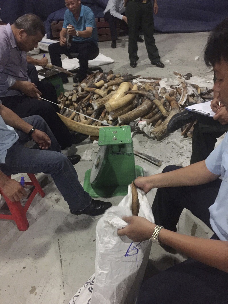 Vietnamese officials check seized ivory Thursday in Ho Chi Minh City, Vietnam. Photo: Le Thu Hoa / Associated Press