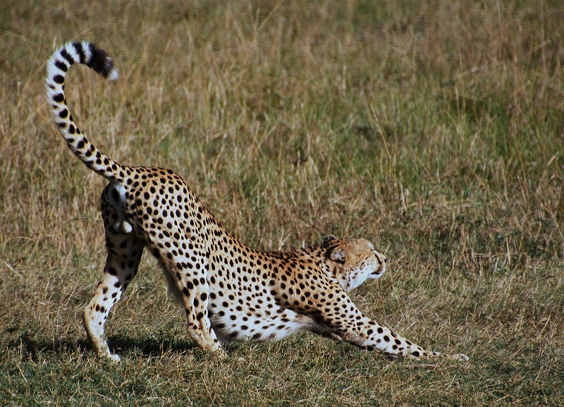 A cheetah stretches in 2012 in the plains of the Masai Mara, Kenya. Photo: Carine06 / Flickr