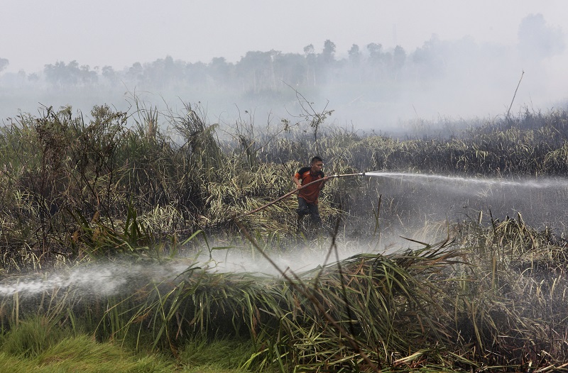 A fireman sprays water to extinguish forest fire at a peatland field in 2015 in Ogan Ilir, South Sumatra, Indonesia. Photo: Tatan Syuflana / Associated Press