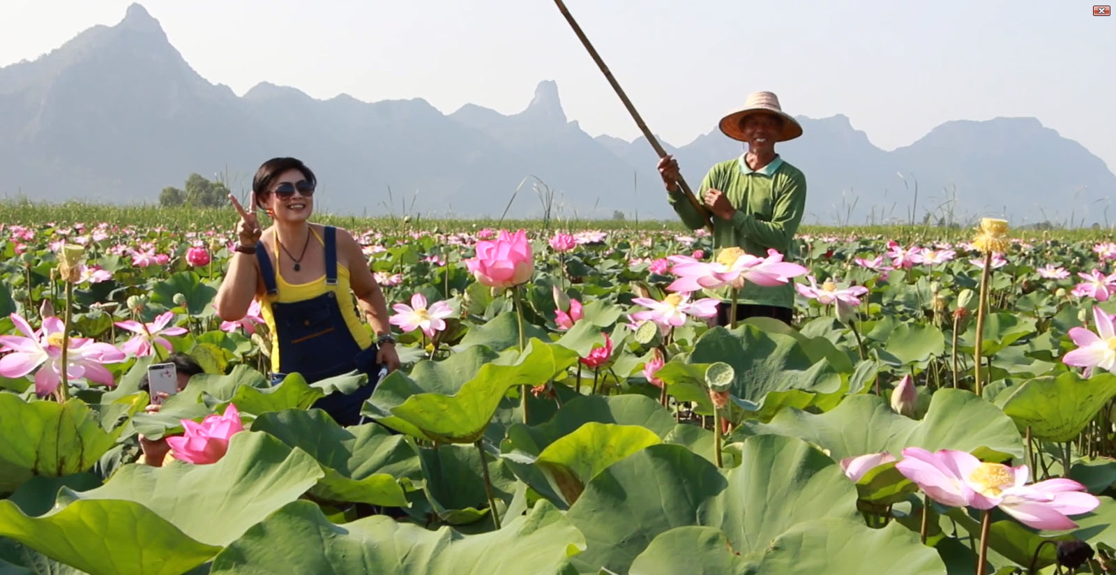 Tourist Saengdao Todsanit poses in the field of sacred lotuses Wednesday in Khao Sam Roi Yot National Park while her tour guide smiles. Image: Khaoso English