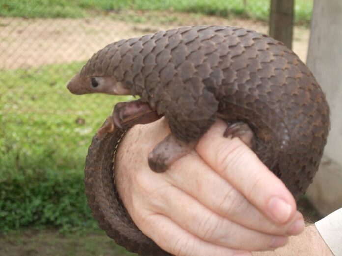 A tree pangolin (Manis tricuspis) seen here in 2009 in central Democratic Republic of the Congo. Photo: Valerius Tygart / Wikimedia Commons