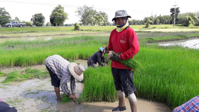 Narong Wawisai, 53, transplants rice from a paddy-sown field to a wet field in 2017 in Surin province. Narong Wawisai, 53, transplants rice from a paddy-sown field to a wet field in 2017 in Surin province.