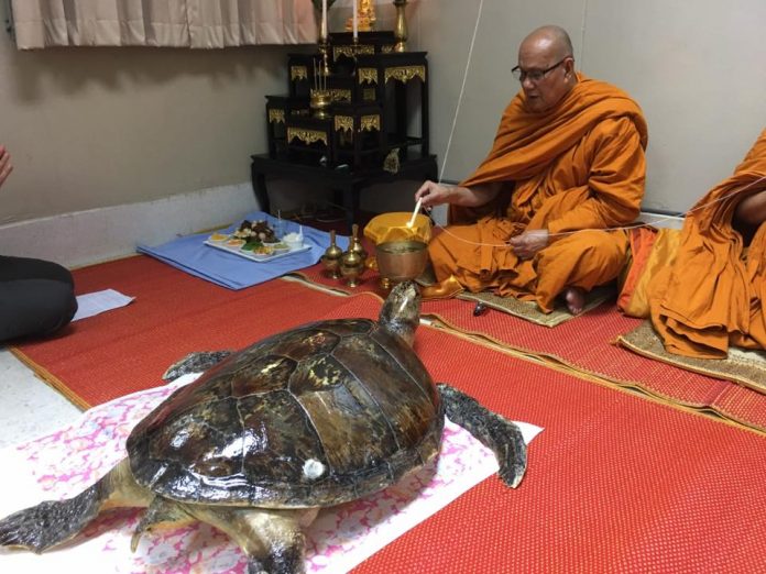 Taxidermied Piggy Bank, 25, at a merit-making ceremony Wednesday at Chualongkorn University. Photo: Nantarika Chansue / Facebook