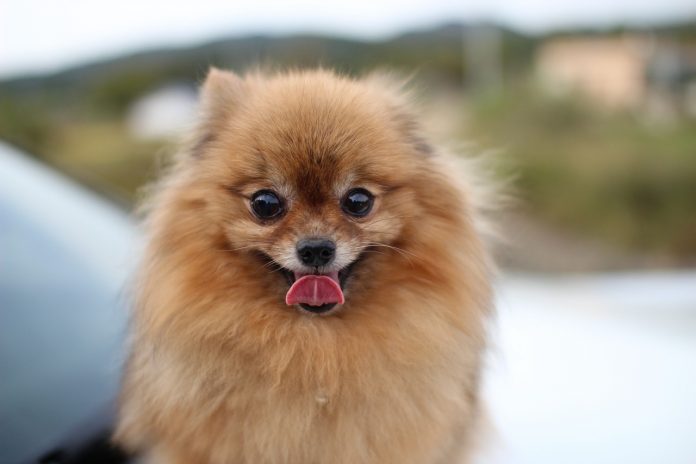 File photo of a Pomeranian. Hopefully still alive and well.