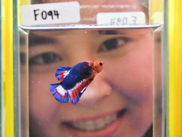 A flag-colored fighting fish Thursday at Government House.