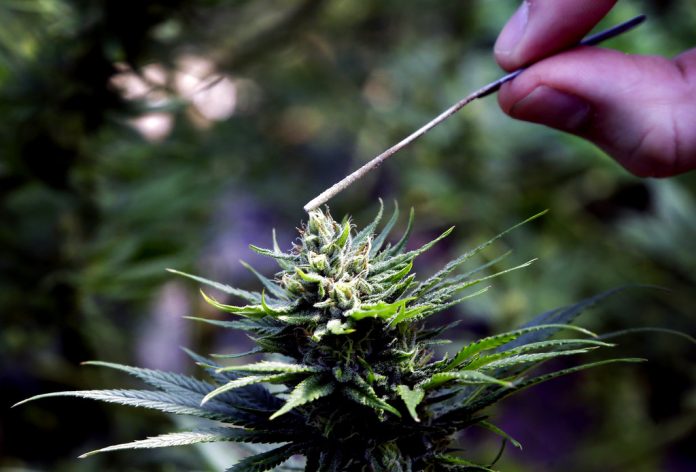 A 2018 file photo of a hemp plant is pollinated at the Unique Botanicals facility in Springfield, Oregon. Photo: Don Ryan / Associated Press