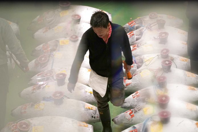 A prospective buyer checks frozen tunas before bidding during the first auction at the newly opened Toyosu Market, new site of Tokyo's fish market, in Tokyo on Oct. 11, 2018. Photo: Eugene Hoshiko / Associated Press