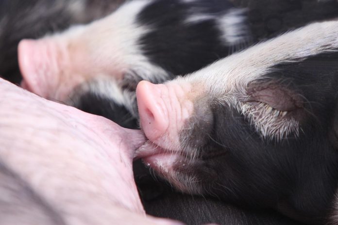 GLOBAL ANIMAL SPONSORED CPF