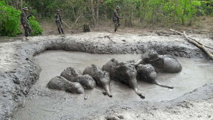 ELEPHANTS