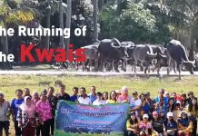 The Running of the Kwais: Trang’s Annual Buffalo Bacchanal