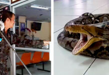 Smooth Criminal: Animal Control Lugs Python to Policeman with Snake Phobia (Video) Somkiat Khunsaen brings a python on June 21, 2019 to the Saraburi City Provincial Police Station.