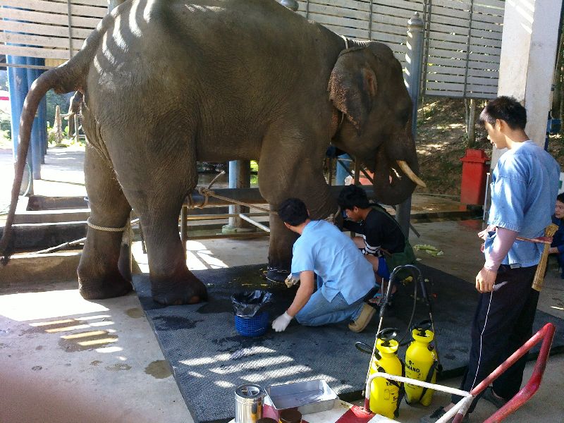 Plai Puu Cha, 17, at an elephant hospital in Lampang Province, 14 Dec 2014.