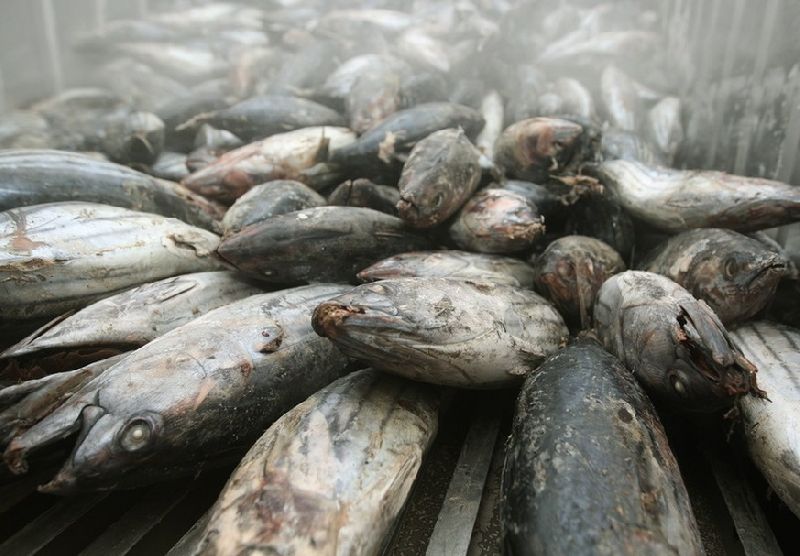 Frozen tuna imported from Japan at Ladkrabang Customs near Suvarnabhumi airport in Bangkok, Thailand, 29 March 2011. Thai Union Frozen Products, the world's largest canned tuna supplier, said Friday it will buy out US tuna company Bumble Bee Seafoods. EPA/NARONG SANGNAK<br />