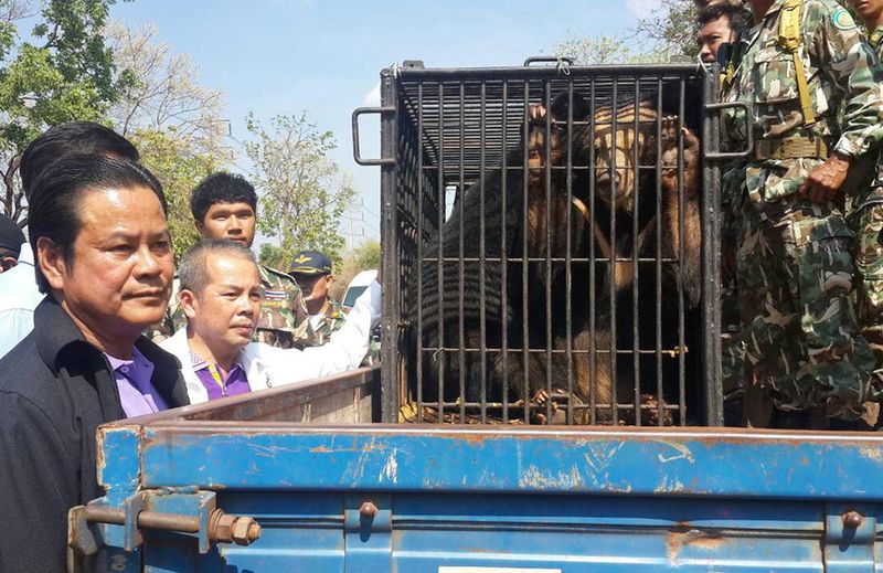Thai wildlife officials seize Asian black bears from the Tiger Temple in Kanchanaburi province, Thailand, 03 April 2015. Thai officials seized at least six illegally possessed Asian black bears from the Tiger Temple, which has been allegedly abusing and trafficking wild animals. EPA/STR THAILAND OUT<br />
