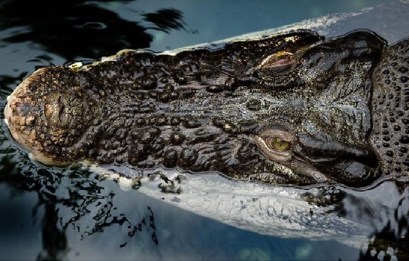 A non-fugitive crocodile seen in the wild in an undated file photo. Photo: DPA
