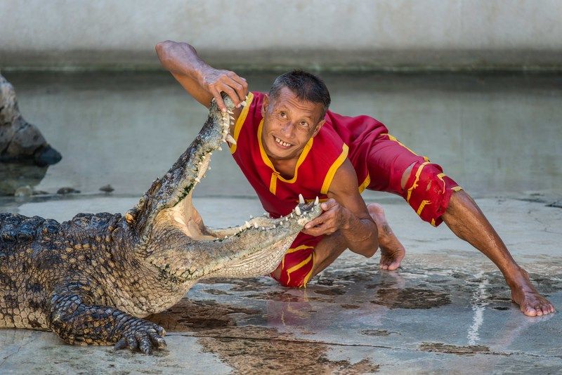 A crocodile show at the Samutprakarn Crocodile Farm and Zoo southeast of Bangkok. Photo: DPA / Ian Robert Knight