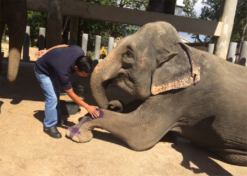 Lamduan, a 23-year-old elephant, also received an injury to her left leg from running into a concrete barrier Saturday after reportedly being spooked by a lion cub.