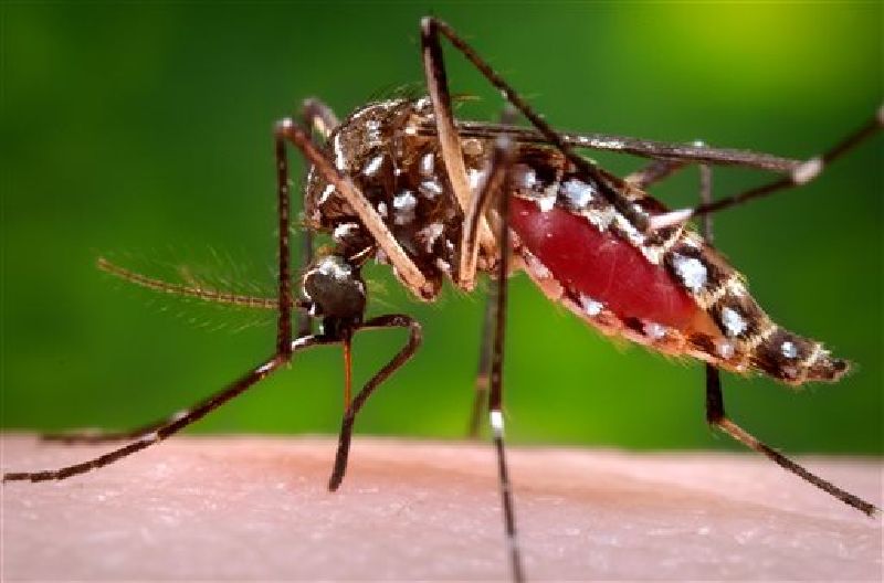 This 2006 file photo shows a female Aedes aegypti mosquito in the process of acquiring a blood meal from a human host. Photo: AP