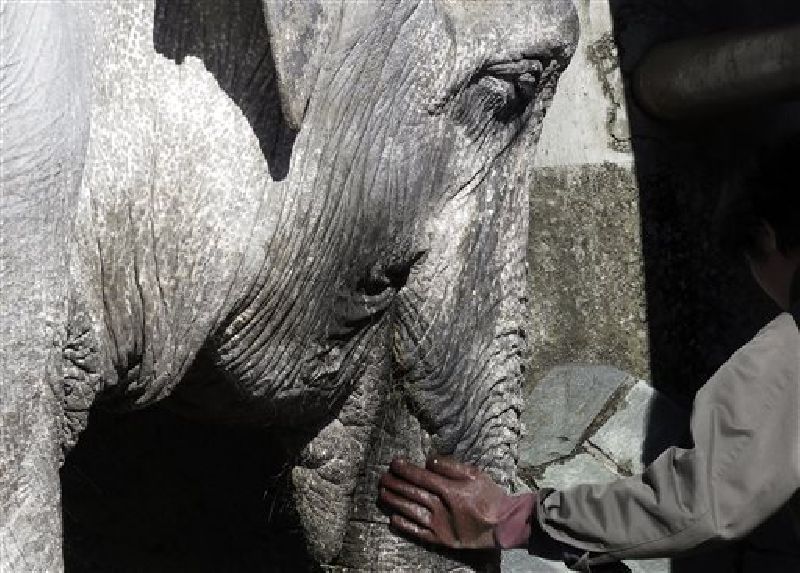 In this Jan. 27, 2016 photo, a zoo attendant touches Hanako the elephant at Inokashira Park Zoo. Photo: Eugene Hoshiko / AP