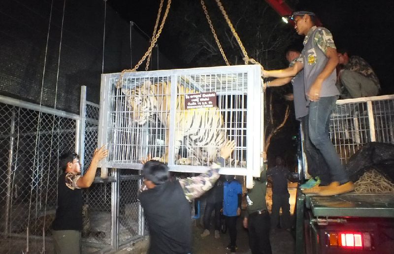 Wildlife officials load a tiger Tuesday onto a truck at the ‘Tiger Temple’ in Kanchanaburi province.