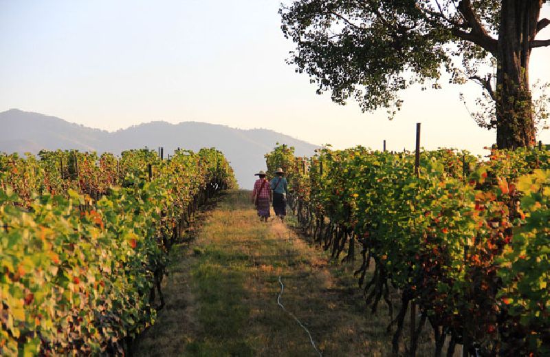 Workers walk through the Aythaya wine estate Feb. 2 in Aythaya, near Taunggyi, the capital of northeastern Shan state, Myanmar. Photo: Esther Htusan / Associated Press