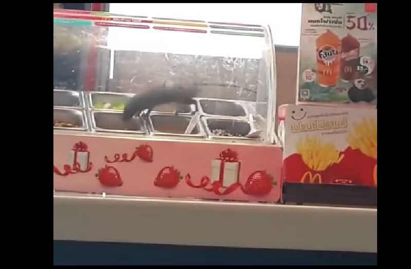 A rat cavorts among a toppings bar at a McDonald's in Hat Yai in a video posted March 21. Image: Sukanya P. / YouTube
