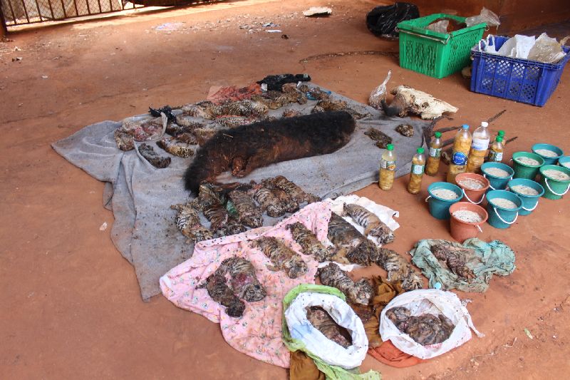 Dead tiger cubs, deer horns, a bull skull are displayed Wednesday at the Tiger Temple.