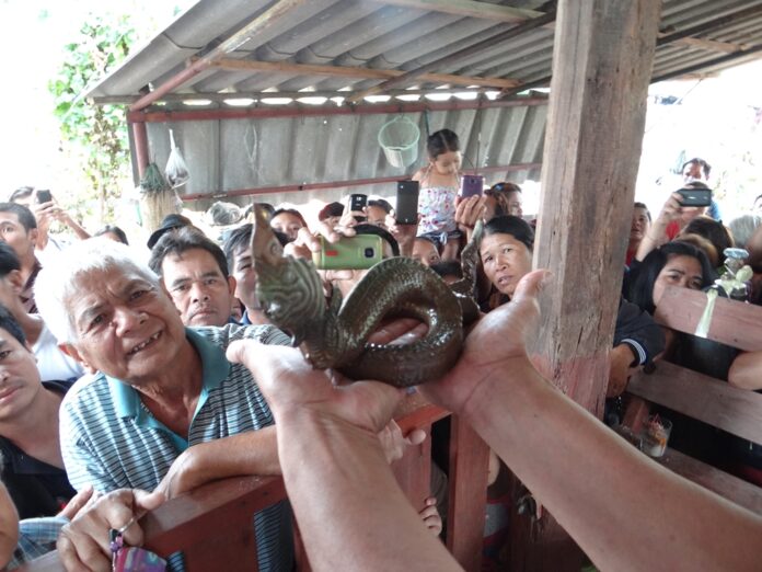 Crowds worship the ‘Naga body’ found in Roi Et province, 23 April 2015.