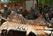 Lion, Tiger Pelt, More Wildlife Discovered Inside ‘Tiger Temple’