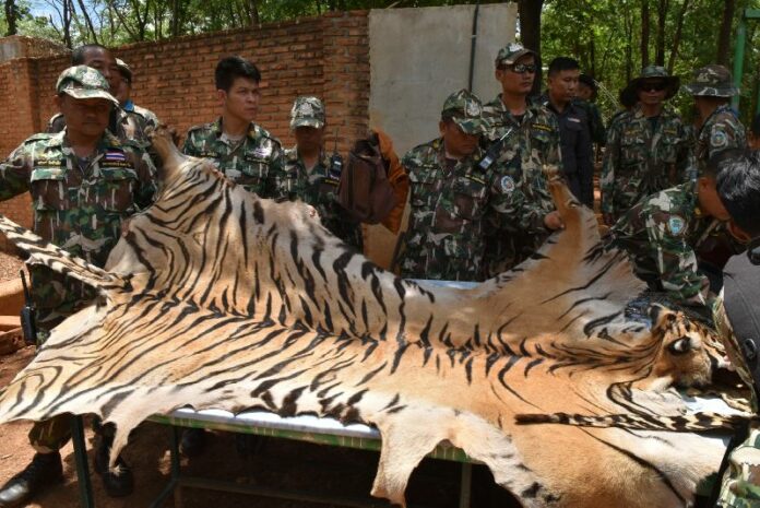 Wildlife officials display a tiger pelt recovered Thursday from the Tiger Temple