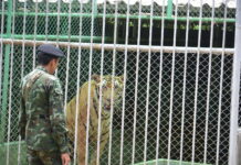 Suspected Tiger Meat Slaughterhouse Found Near Tiger Temple