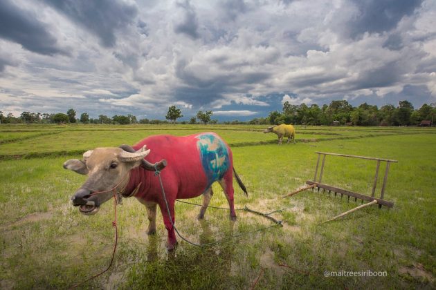 Warhol Buffalo