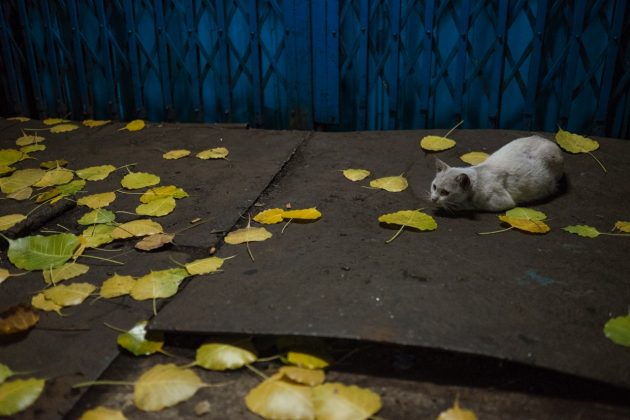 cat