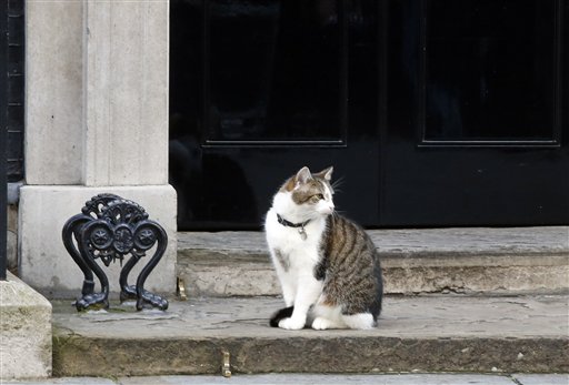 Larry the cat, the Chief Mouser to the Cabinet Office, the title of the official resident cat of the Prime Minister, sits on the steps of 10 Downing Street, the residence of Britain's Prime Minister David Cameron, in London, Friday, June 24, 2016. Photo: Alastair Grant / Associated Press