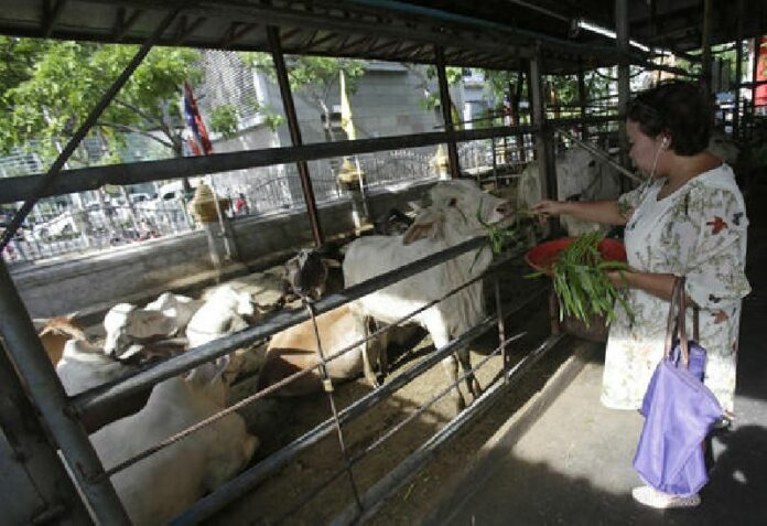 In this photo made on June 3, 2016, a visitor feeds a cow at the Wat Hualamphong temple in hopes of earning merit by sparing the cow's life from a butcher's knife in Bangkok. Photo: Sakchai Lalit / Associated Press