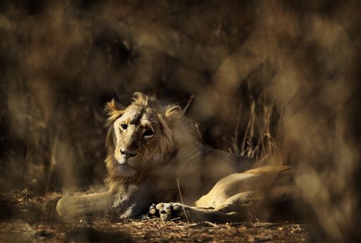 In this Saturday, March 24, 2012 photo, a lion rests at the Gir Sanctuary Forest reserve in the western Indian state of Gujarat, India. Photo: Rajanish Kakade / Associated Press