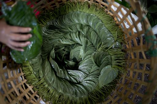 In this Friday, June 3, 2016 photo, a vender stacks betel leaves in a basket at a market in suburban Yangon, Myanmar. Photo: Gemunu Amarasinghe / Associated Press