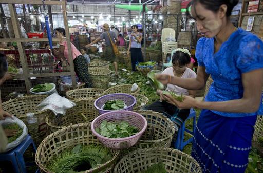 In this Friday, June 3, 2016 photo wholesale vendors sort and stack betel leafs at a market in suburban Yangon, Myanmar. Photo: Gemunu Amarasinghe / Associated Press