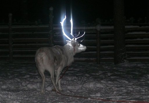 Fluorescent paint makes the antlers of a reindeer shine, in this photo dated February 15, 2014, after Finnish herders painted the animal in an attempt at halting the thousands of road deaths of the roaming caribou in Rovaniemi, the wilds of Finland's Lapland. Photo: Anne Ollila / Lehtikuva / Associated Press