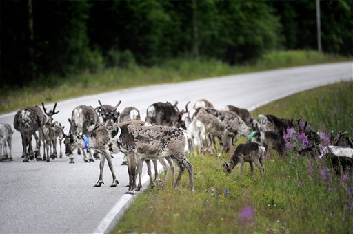 In this picture taken July 13, 2009, reindeers walk across the road in Suomussalmi, Finland. Finnish reindeer herders launch app to cut road kills in northern Arctic where 300,000 reindeer regularly roam freely. Photo: Vesa Moilanen / Lehtikuva / Associated Press