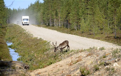 In this picture taken August 21, 2009, a reindeer walks out of the road in Pudasjarvi, Finland. Photo: Heikki Saukkomaa / Lehtikuva / Associated Press