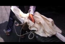 Drunk Monkey Drinks Himself to Death (Video)
