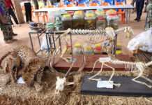 Officials Hunt for Abbot of Tiger Temple