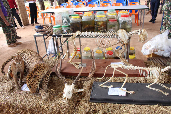 Stuffed animals and skeletons discovered Friday inside the Tiger Temple in Kanchanaburi province.