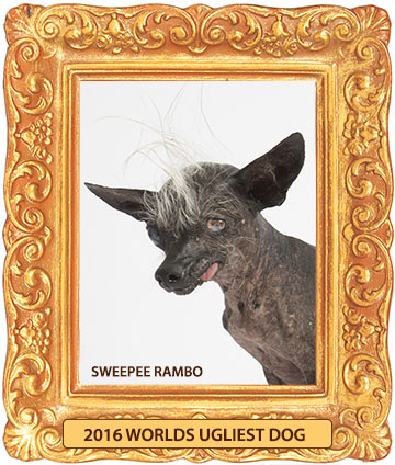 Sweepee Rambo. Photo: World's Ugliest Dog Contest